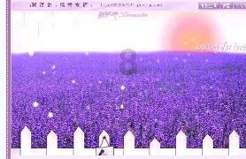 美妙森林找不同